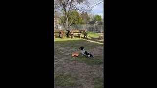 Dachshund Staring At A Squirrel