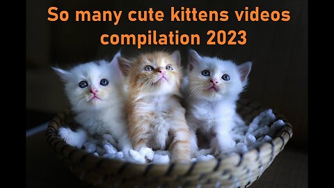 So many cute kittens videos