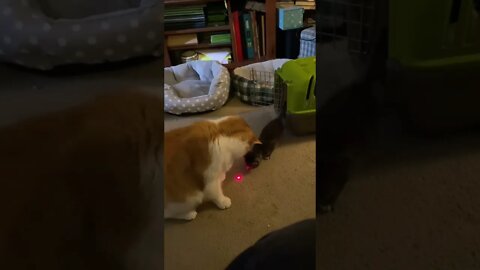 Butters cat and Sophie kitten with a laser. Cute