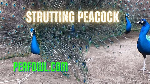 Strutting Peacocks, Peacock Minute, peafowl.com