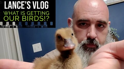 Lances Vlog - 7/10/22 - What is getting our birds!?