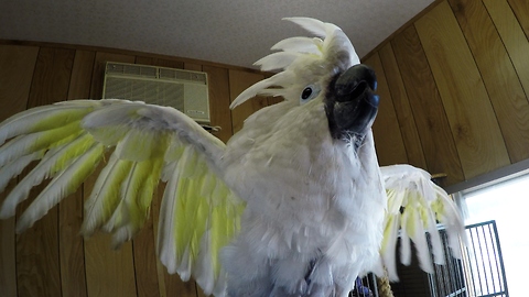 Curious Cockatoo Greets People With A French Accent