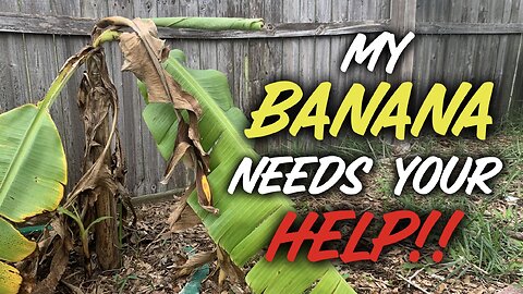 Help! Dying Banana Tree | Central Florida Gardening