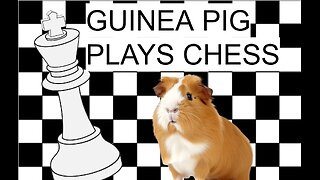 I Taught my Guinea Pig to Play CHESS