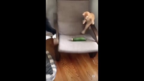 Funny cats reaction 🔥