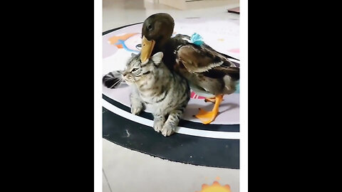 Willie The Cats Playing with Sishi Duck