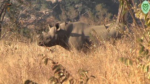 Black Rhino Sighting In Kruger National Park