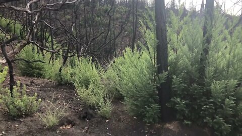 Northern California Wildfire forest regrowing.