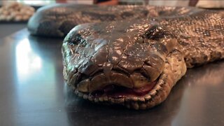 Record-breaking Burmese python found in Naples
