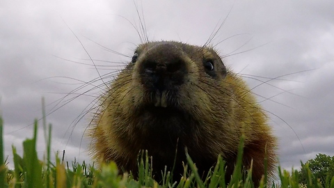 Curious gopher steals GoPro, carries it into her den