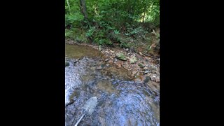 local Creek prospecting