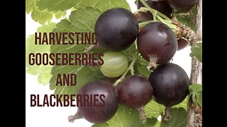 Harvesting gooseberries and blackberries!