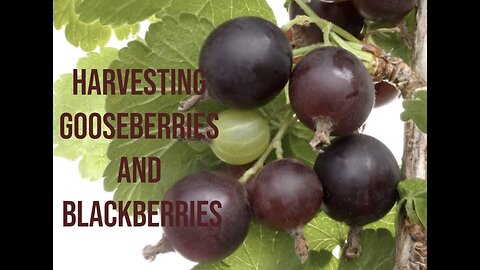 Harvesting gooseberries and blackberries!