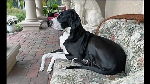 Happy Great Dane loves to relax & watch Florida rain