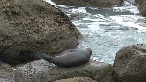Seals in New Zealand