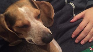 Lullaby duet puts tired dog to sleep