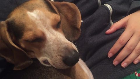 Lullaby duet puts tired dog to sleep