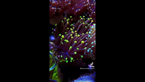 Coral reef edit