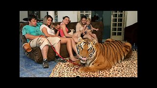 Living With Tigers_ Family Share Home With Pet Tigers