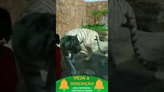 COMO É O TIGRE BRANCO #shorts