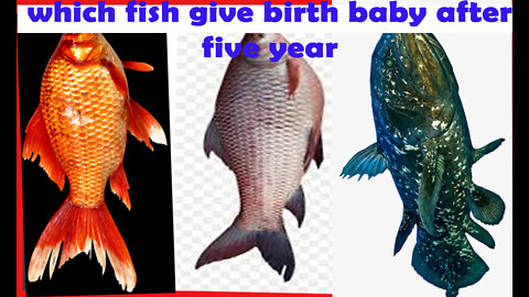 A fish who give birth baby after five year after pregnant