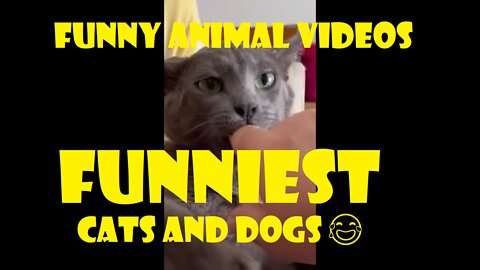 Funniest Cat And Dogs 😂 Funny Animal Videos 2022