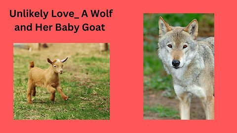 Unlikely Love_ A Wolf and Her Baby Goat