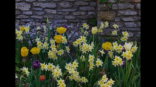 Spring Flowers with Nature Sounds for Relaxation, Sleep and Stress Relief