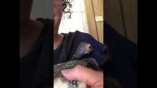 Cuddly baby guinea fowl