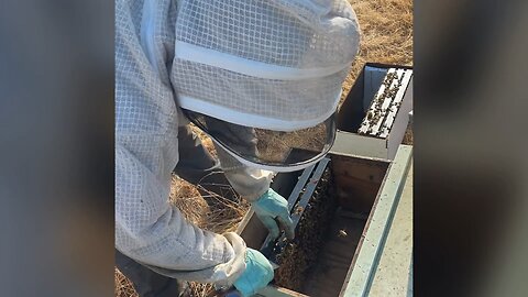 Transferring a nuc of bees into a permanent hive box