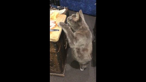 Blind Cat Cheese Thief