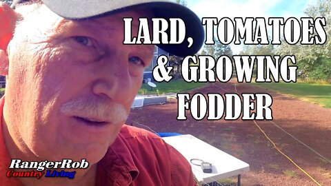 Rendering Lard, Canning Tomatoes, Growing Fodder & Harvesting the Garden