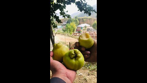 Guess the fruit name | hum esi Pashto mai bap kehtai hai ap log esi kya kehti hai | #challenge