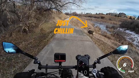 Young Mule Deer On Bike Path while riding my Power Goat