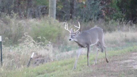 Two bucks come visit in the back yard 10-24-19 Backyard Wildlife