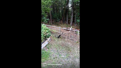 Curious kitten meets a fawn