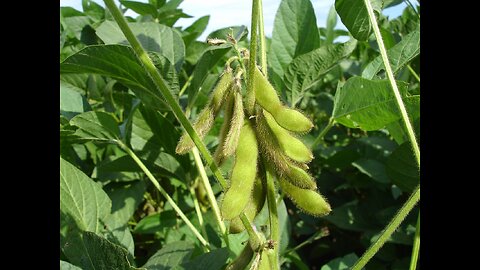 Watching Soybeans Meal Preview