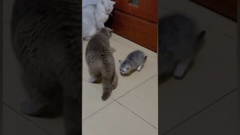 Mama Cat and Papa Cat fighting over Baby Cat#shorts