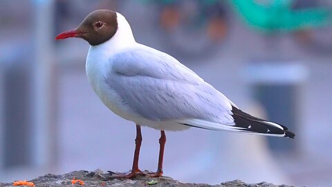 Black-Headed Gulls on Stone Walls