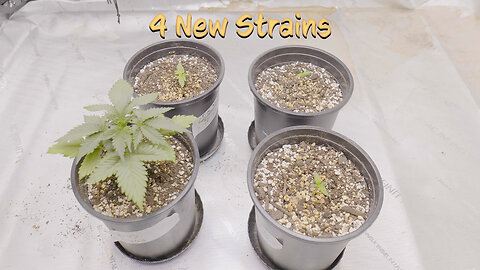 4 new strains