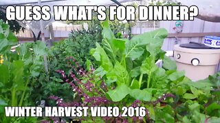 Aquaponics Winter Harvest & Spinach Curry - 2016 Supporters Video