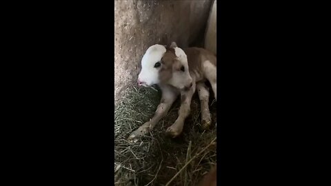 1/17/24 Two Headed Calf Born in Georgia 1 in 400 million chance