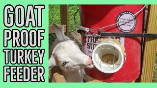 DIY Goat Proof Turkey/Chicken Automatic Feeder using 5 Gallon Bucket