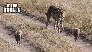 Cheetah Takes Her Cubs To Feed | Maasai Mara Safari | Zebra Plains