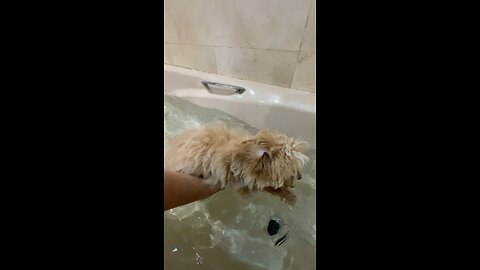 Maltipoo puppy has her first bath