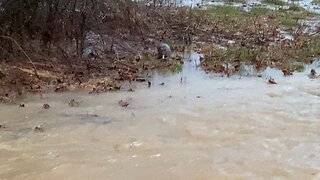 Swimming armadillo chased by dog