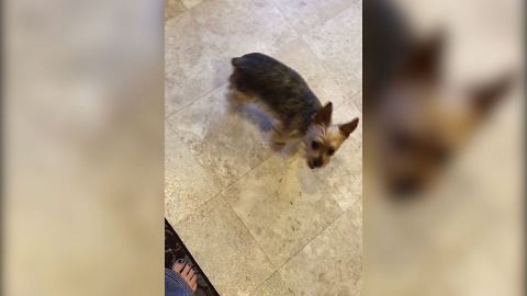 Dog Gets Tricked For A Treat