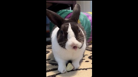 Basil eating an apple 😋🐰