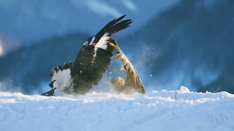 Brutal fight between two eagles over food in the mountains at winter