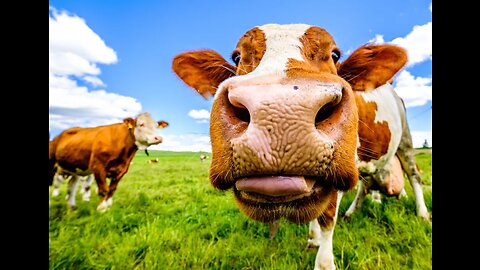 Hilarious Cow Antics - Moo-tastic Moments in the Field!